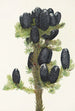 subalpina granen Abies lasiocarpa - Mary Vaux Walcott — vy av konstverket