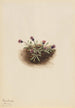 Vergerette alpine Erigeron unalaschcensis - Mary Vaux Walcott — vy av konstverket