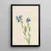 Myosotis des Alpes Myosotis alpestris - Mary Vaux Walcott — inramlat konstverk på väggen