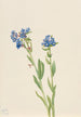 Myosotis des Alpes Myosotis alpestris - Mary Vaux Walcott — vy av konstverket