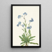 Myosotis des Alpes Myosotis alpestris - Mary Vaux Walcott — inramlat konstverk på väggen