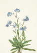 Myosotis des Alpes Myosotis alpestris - Mary Vaux Walcott — vy av konstverket