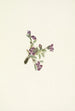 blomma oxytropis alpina Oxytropis podocarpa - Mary Vaux Walcott — vy av konstverket
