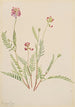 Vesce alpine Astragalus bourgovii - Mary Vaux Walcott — vy av konstverket