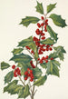 Houx américain Ilex opaca - Mary Vaux Walcott — vy av konstverket