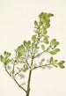 amerikanskt Gui Phoradendron flavescens - Mary Vaux Walcott — vy av konstverket