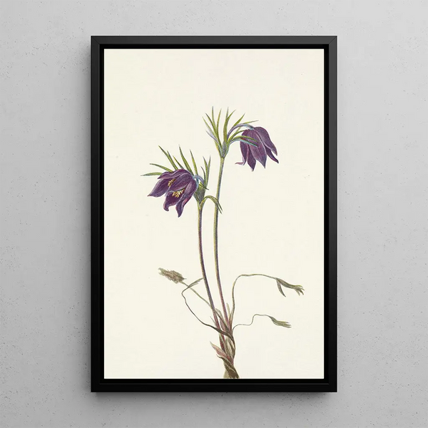 Mary Vaux Walcott - American Pasqueflower flower Pulsatilla ludoviciana.webp