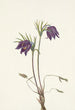 den amerikanska pulsatilla-blomman Pulsatilla ludoviciana - Mary Vaux Walcott — vy av konstverket