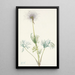 amerikansk pulsatilla Fruit de pulsatille américaine Pulsatilla ludoviciana - Mary Vaux Walcott — inramlat konstverk på väggen