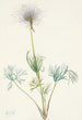 amerikansk pulsatilla Fruit de pulsatille américaine Pulsatilla ludoviciana - Mary Vaux Walcott — vy av konstverket