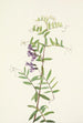 Vesce americana Vicia americana - Mary Vaux Walcott — vy av konstverket