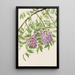 Glycine américaine Kraunhia frutescens - Mary Vaux Walcott — inramlat konstverk på väggen