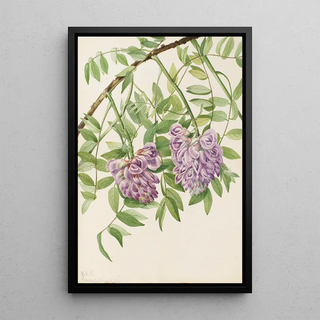 Mary Vaux Walcott - American Wisteria Kraunhia frutescens.webp