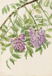 Glycine américaine Kraunhia frutescens - Mary Vaux Walcott — vy av konstverket