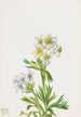 Anemon Anemone zephyra - Mary Vaux Walcott — vy av konstverket