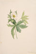 Kanadensisk anemon Anemone canadensis - Mary Vaux Walcott — vy av konstverket