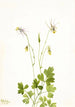 Ancolie sans éperon Aquilegia ecalcarata - Mary Vaux Walcott — vy av konstverket