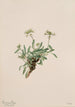 Arabis drummondii - Mary Vaux Walcott — vy av konstverket