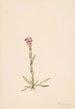 Arabis lyallii - Mary Vaux Walcott — vy av konstverket