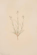 Arenaria formosa - Mary Vaux Walcott — vy av konstverket