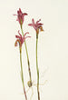 Aréthuse Arethusa bulbosa - Mary Vaux Walcott — vy av konstverket