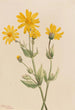Arnica Arnica latifolia - Mary Vaux Walcott — vy av konstverket