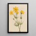 Arnica Arnica latifolia - Mary Vaux Walcott — inramlat konstverk på väggen