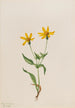 Arnica alpina - Mary Vaux Walcott — vy av konstverket