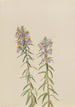 Aster Aster hirariifolius - Mary Vaux Walcott — vy av konstverket