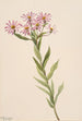Aster d'Engelmann - Mary Vaux Walcott — vy av konstverket