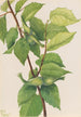 Noisetier à bec Corylus rostrata - Mary Vaux Walcott — vy av konstverket