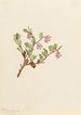 Busserole Arctostaphylos uvaursi - Mary Vaux Walcott — vy av konstverket