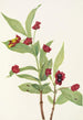 Chèvrefeuille involverad Lonicera involucrata - Mary Vaux Walcott — vy av konstverket