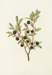 Myrtille à grandes feuilles Vaccinium membranacea - Mary Vaux Walcott — vy av konstverket