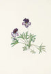 Violette pédatée Viola pedata - Mary Vaux Walcott — vy av konstverket