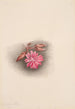 Lewisia rediviva Lewisia redivivia - Mary Vaux Walcott — vy av konstverket