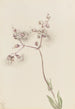 Silène enflé Silene latifolia - Mary Vaux Walcott — vy av konstverket