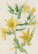 Mentzelia laevicaulis Mentzelia laevicaulis - Mary Vaux Walcott — vy av konstverket