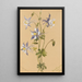 Ancolie bleue Aquilegia caerulea - Mary Vaux Walcott — inramlat konstverk på väggen