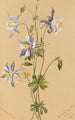 Ancolie bleue Aquilegia caerulea - Mary Vaux Walcott — vy av konstverket