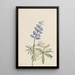 Lupin argenté Lupinus argenteus - Mary Vaux Walcott — inramlat konstverk på väggen
