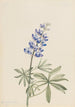 Lupin argenté Lupinus argenteus - Mary Vaux Walcott — vy av konstverket
