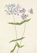 Phlox divaricé Phlox divaricata - Mary Vaux Walcott — vy av konstverket