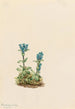 Gentiana glauca - Mary Vaux Walcott — vy av konstverket