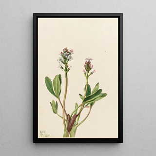 Mary Vaux Walcott - Bogbean Menyanthes trifoliata.webp