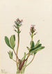 Trèfle d'eau Menyanthes trifoliata - Mary Vaux Walcott — vy av konstverket