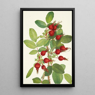 Mary Vaux Walcott - Bourgeau Rose fruit Rosa bourgeauiana.webp