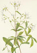 Porteranthus trifolié Porteranthus trifoliatus - Mary Vaux Walcott — vy av konstverket