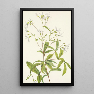 Mary Vaux Walcott - Bowmansroot Porteranthus trifoliatus.webp