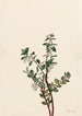 Gaylussacia brachycera Gaylussacia brachycera - Mary Vaux Walcott — vy av konstverket